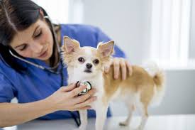 veterinary clinic services